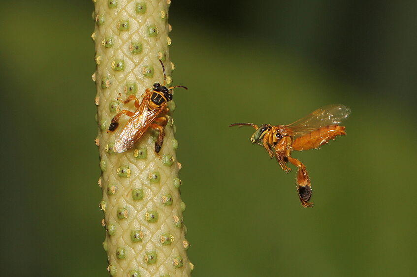 Männliche Ölbienen (Paratetrapedia chocoensis) bestäuben die Blüten von Anthurium acutifolium, während sie mit einer speziellen Bauchbürste den Blütenduft sammeln (C F. Etl)
