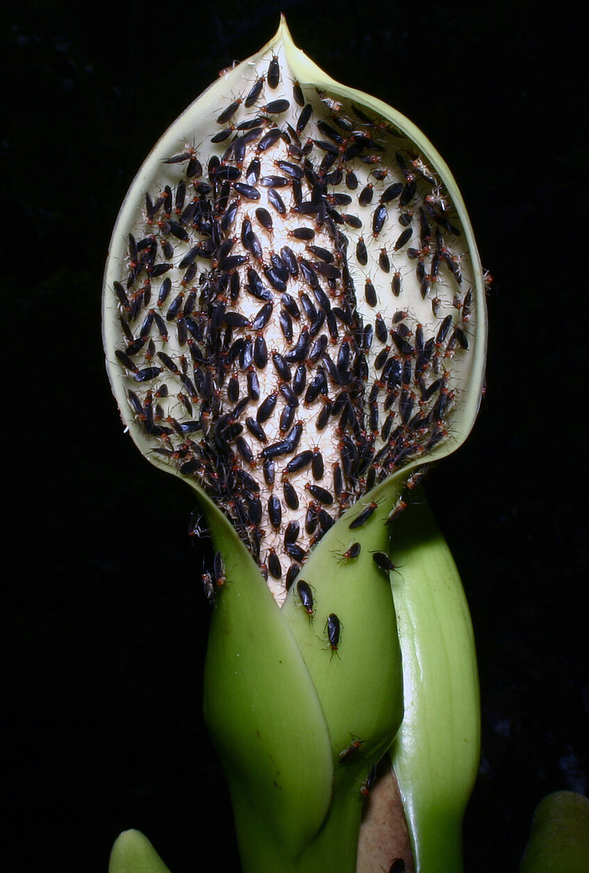 Ein Blütenstand von Syngonium hastiferum (Araceae) mit hunderten von Individuen der bestäubenden Weichwanze Neella sp. nov.; La Gamba, Costa Rica (© Florian Etl)