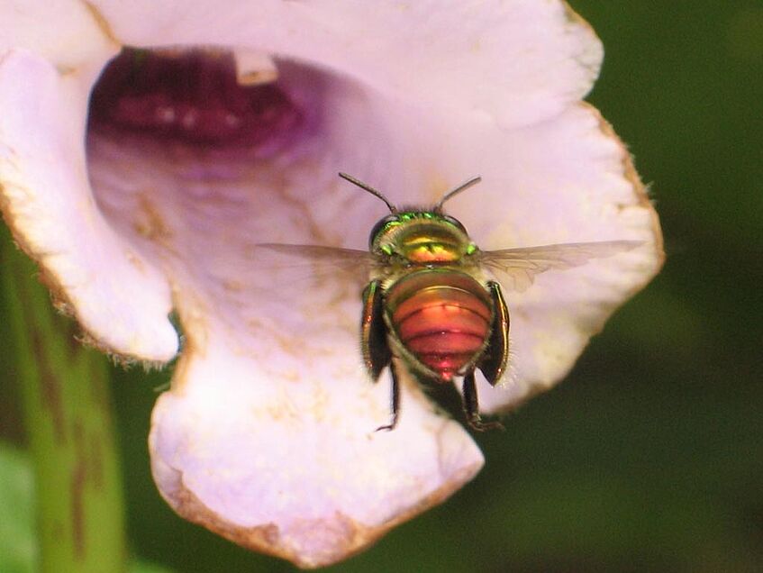 Eine männliche Prachtbiene (Euglossa sp.) beim Anflug an die Blüte von Gloxinia perennis (Gesneriaceae). (© W. Hödl)