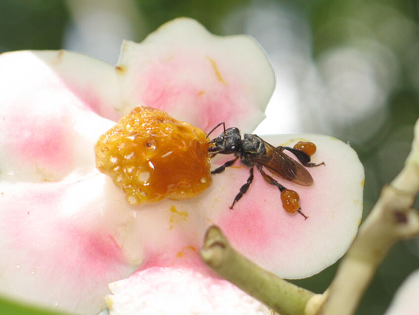 Eine stachellose Biene (Trigona fulviventris) beim Sammeln des Blütenharzes von Clusia valerioi (Clusiaceae). (©  W. Hödl)
