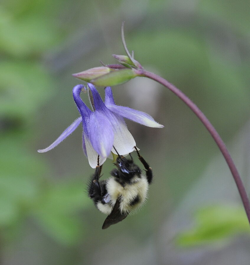 Bombus impations bestäubt eine Blüte von Aquilegia brevistyla (Ranunculaceae); Black Hills National Forest (South Dakota, USA) (© Michael Münch)