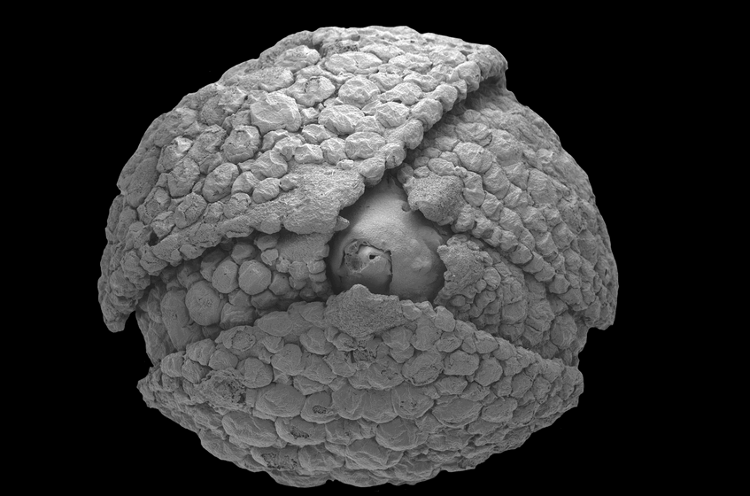 Fossil flower bud (Glandulocalyx upatoiensis, Actinidiaceae/Clethraceae) from the Late Cretaceous of Georgia, USA (© Schönenberger et al. 2012, Annals of Botany)
