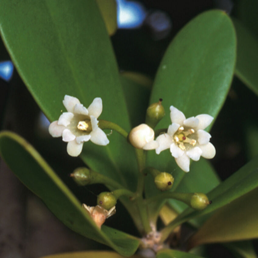 Blüten von Jaquinia armillaris