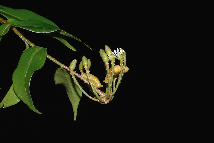 Blüten von Marcgravia caudata (© J. Schönenberger)