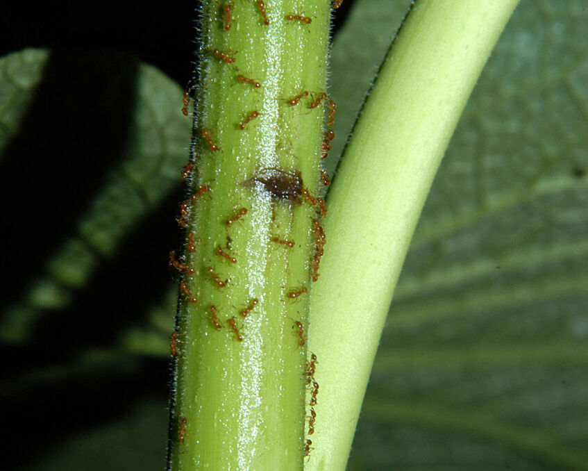 Piper fimbriulatum