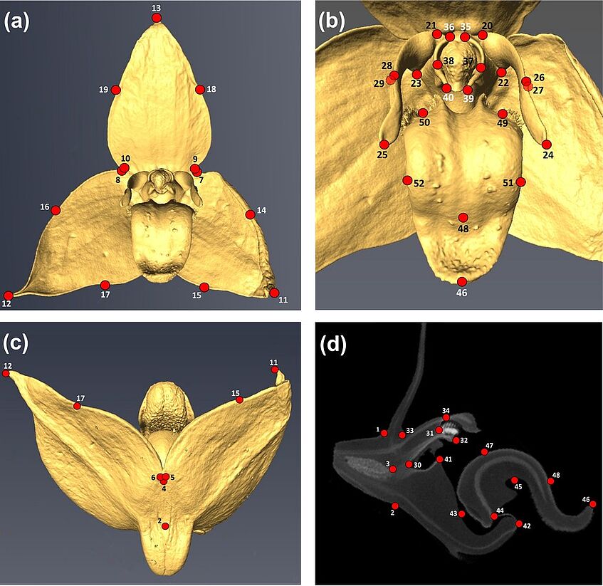 Landmarks (LMs 1–52; red dots) placed onto high-resolution X-ray computed tomography (HRX-CT) scans of an exemplary flower of Malagasy Bulbophyllum (B. francoisii of sect. Elasmotopus) (© Artuso et al. 2022, Fig. 2)