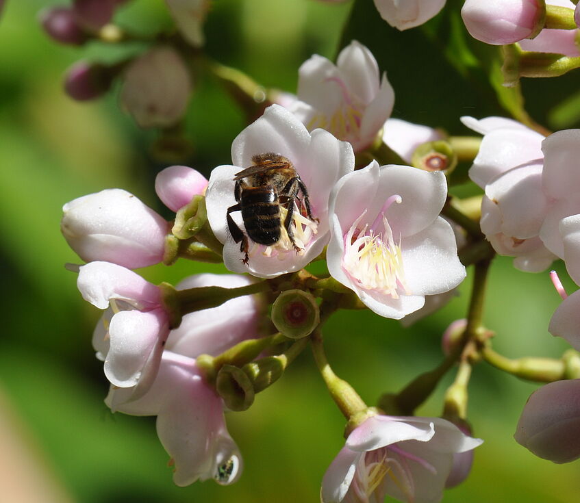 Melipona costaricensis buzz-pollinating the flowers of Adelobotrys adscendens (Melastomataceae); La Gamba, Costa Rica (© Jürg Schönenberger)