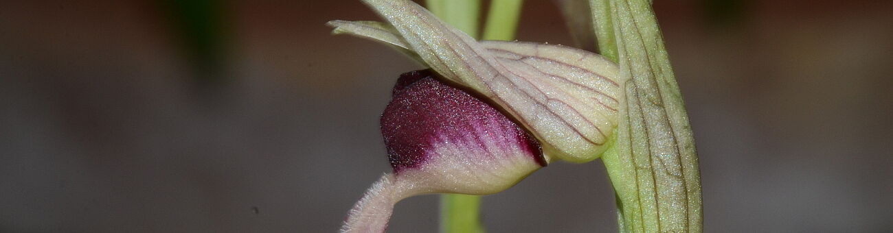 Blüte von Serapias lingua (© T. Kreisberger)