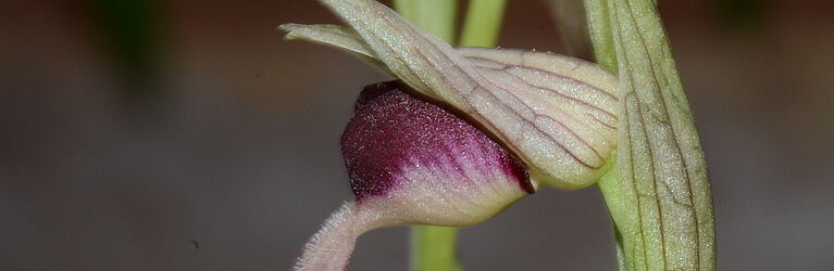 Blüte von Serapias lingua (© T. Kreisberger)