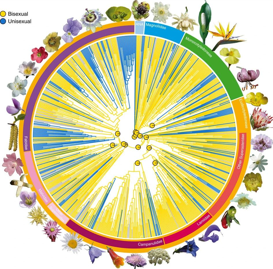 Diversity and evolution of flowers